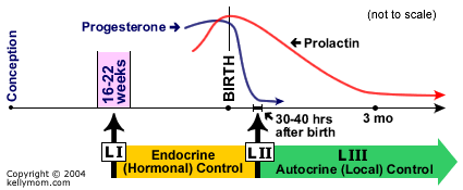 Schematic of lactation cycle