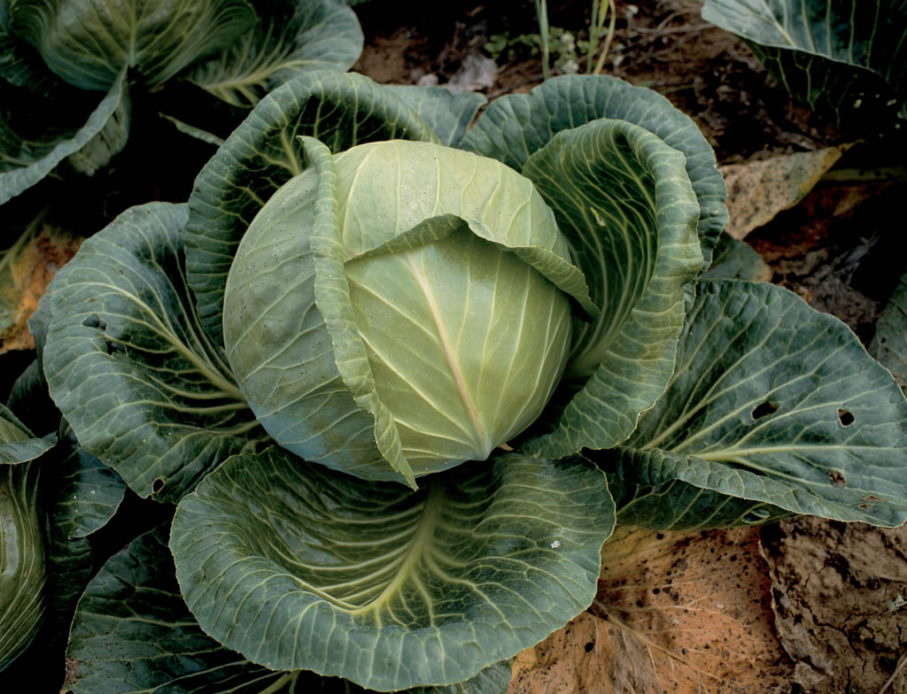 Cabbage Leaves for Breast Pain, Engorgement, and Weaning