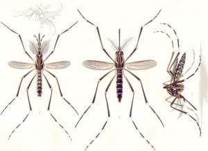 Aedes aegypti by E. A. Goeldi (1905). Public Domain {PD-1923}